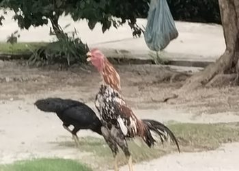 JUDI SABUNG AYAM DAN KARTU DOMINO DI SIANTAR SELATAN DIDUGA KEBAL HUKUM, PUBLIK DESAK APARAT BERTINDAK TEGAS. 